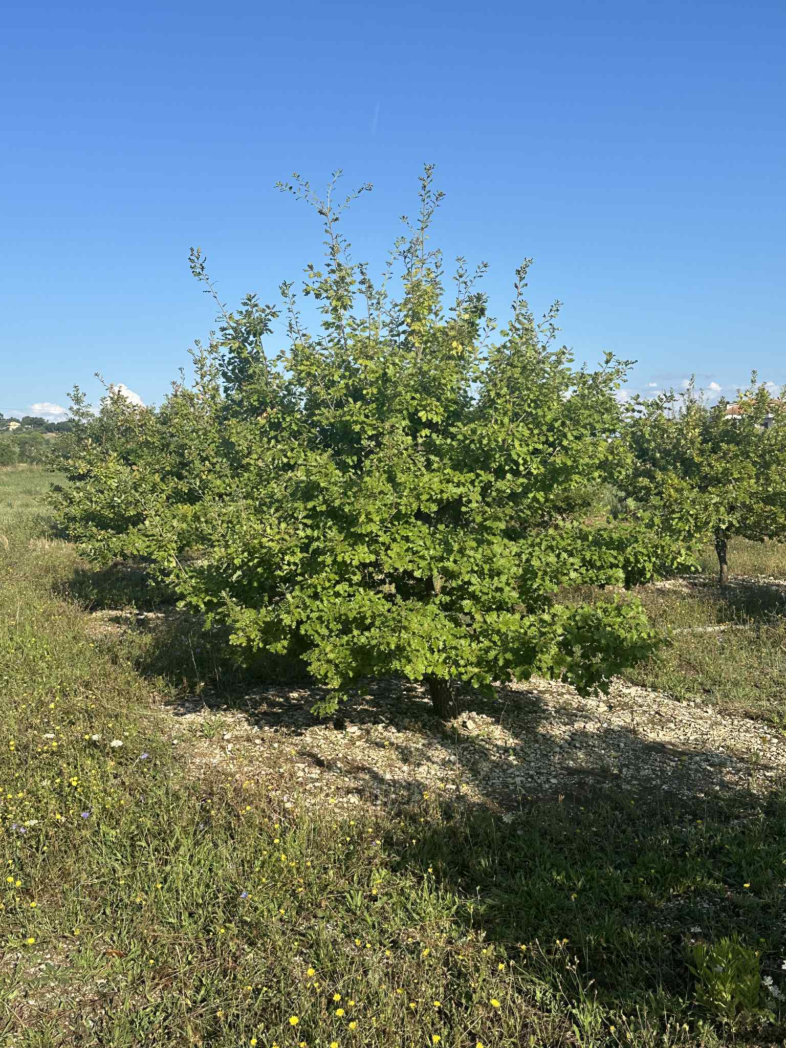 TRUFFLELAND
