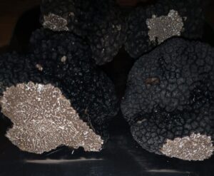 TARTUFO NERO ESTIVO